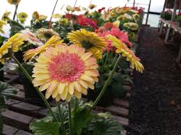 Strawberry Twist Gerbera Daisy Seeds