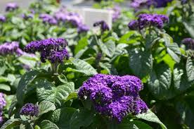 Heliotrope Fragrant Delight Seeds