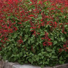 Salvia Roman Red Seeds