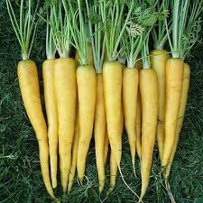 Carrot Seeds - Solar Yellow