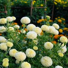 White Swan Marigold Seeds