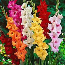 Gladiolus Flower Seeds - Romantic Mix