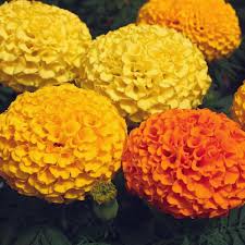 Park's Whopper Mix Marigold Seeds