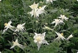 Columbine Seeds - Crystal Star