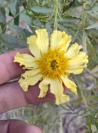 Daisy Wheel Lemon Marigold Seeds