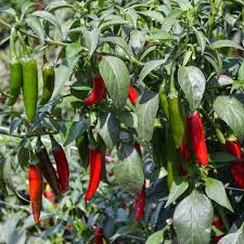 Hot Pepper Seeds - Serrano Tampiqueno