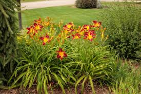 Daylily Seeds Mixed Variety for Garden and Container Planting