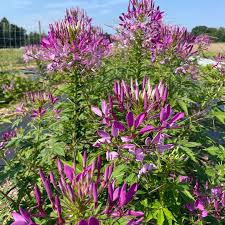 Cleome Seeds - Mauve Queen