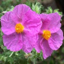 Cistus Creticus (Rockrose) Flower Seeds for Planting - NON GMO Seeds Dhara Seeds