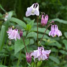 Dwarf / European Columbine Seeds