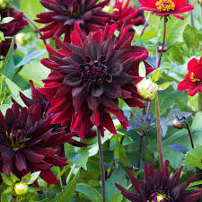 Dahlia Seeds (Decorative) - Rip City