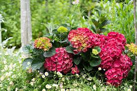 Hydrangea Magical Ruby Red