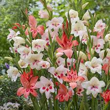 Gladiolus nanus - Hardy Dwarf Mix