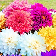 Dahlia Seeds (Dinnerplate) - Country Fair Mix