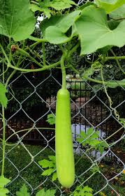 Bottle gourd-Dhol