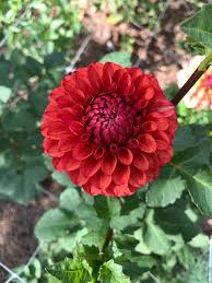 Dahlia Seeds (Decorative) - Brown Sugar