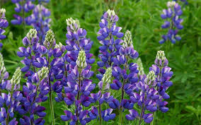 Annual Lupine Seeds - Blue