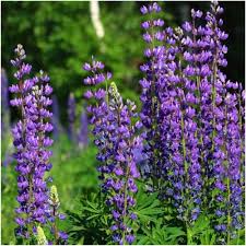 Wild Perennial Lupine Seeds