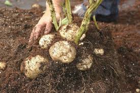 Turnip Seeds - White Egg