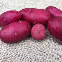 Dark Pink Potato Vegetable Seeds for Planting – Non-GMO, Heirloom, Perfect for Home Garden