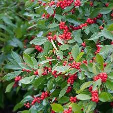 Red Pyracantha Fortuneana Plant Seeds for Planting - NON GMO Seeds Dhara Seeds