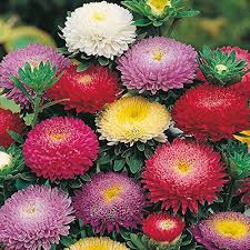 Aster Seeds (Pompon) - Mix