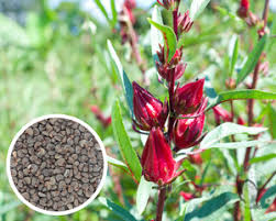 Red Hibiscus Seeds