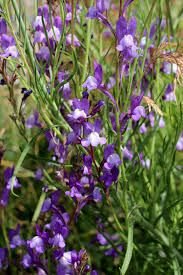 Linaria Licilia Azure Seeds