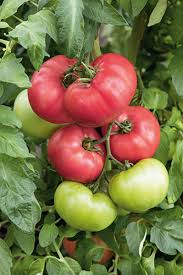 Tomato Seeds - Ponderosa Pink