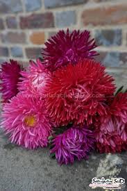 Aster Seeds (Semi-Dwarf) - Jewelaster Rose