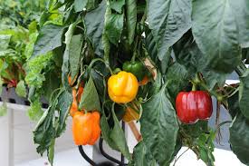 Sweet Pepper Seeds - Rainbow Bell Blend