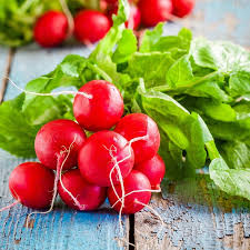 Radish Seeds - Early Scarlet Globe