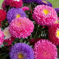 China Aster Seeds - Powderpuff Mix