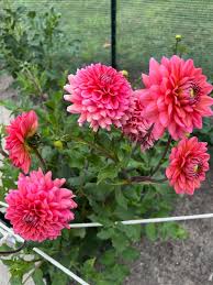 Dahlia Seeds (Ball & Decorative) - Shirley Mix