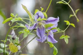 Clematis Venosa Violacea Seeds