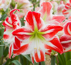 Amaryllis Seeds - Spartacus