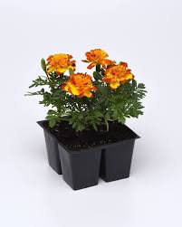 Flamenco Marigold Seeds