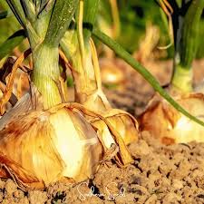 Onion Seeds (Organic) - Texas Early Grano