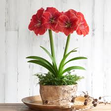 Amaryllis Seeds - Magical Touch