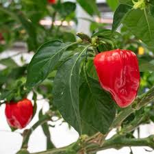 Hot Pepper Seeds - Caribbean Blend