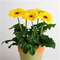 Yellow Dark Eye Gerbera Seeds