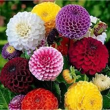 Dahlia Seeds - Earthy Shades Mix