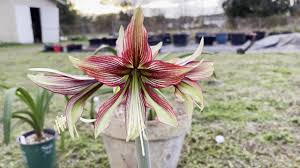 Amaryllis Seeds - Mystica