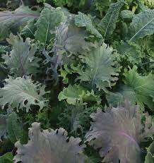 Kale Storm Pelleted