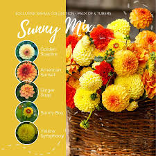 Dahlia Seeds (Ball & Decorative) - Sunny Mix