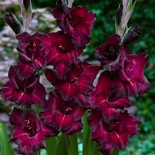 Gladiolus Flower Seeds - Black Star