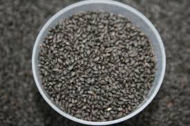 Basil Seeds - Mammoth