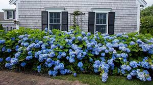 Endless Summer Hydrangea