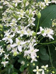 Clematis Sweet Autumn Seeds