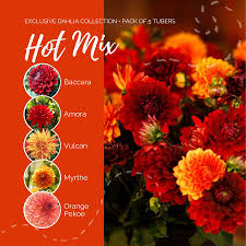 Dahlia Seeds (Decorative) - Hot Mix